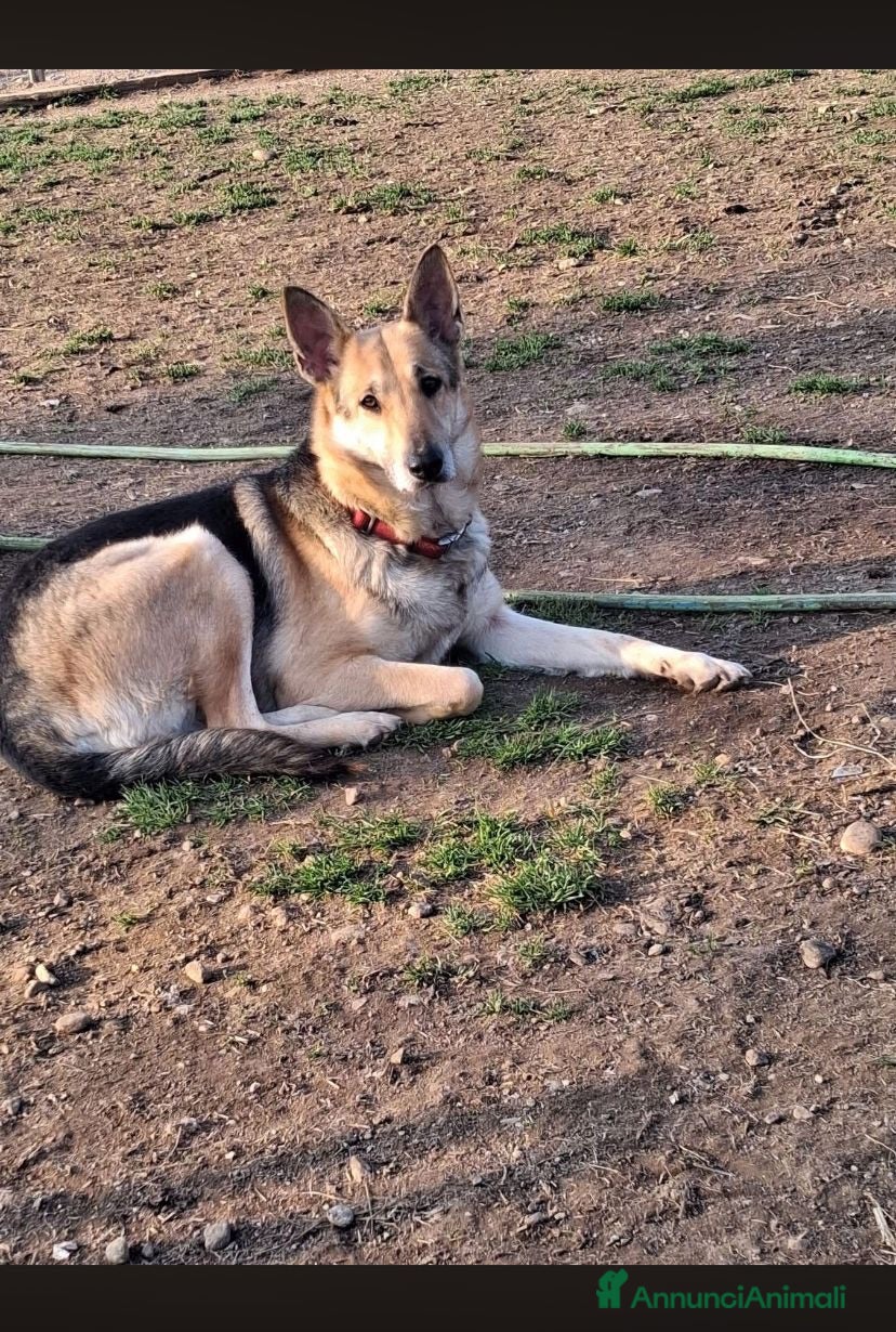 Meticcio cani Adotta questa meravigliosa lupa ❤️🐾 - Annuncio 2