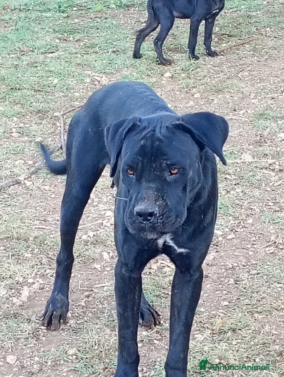 Cane Corso cani in vendita: Cuccioli di cane corso  - Annuncio 6