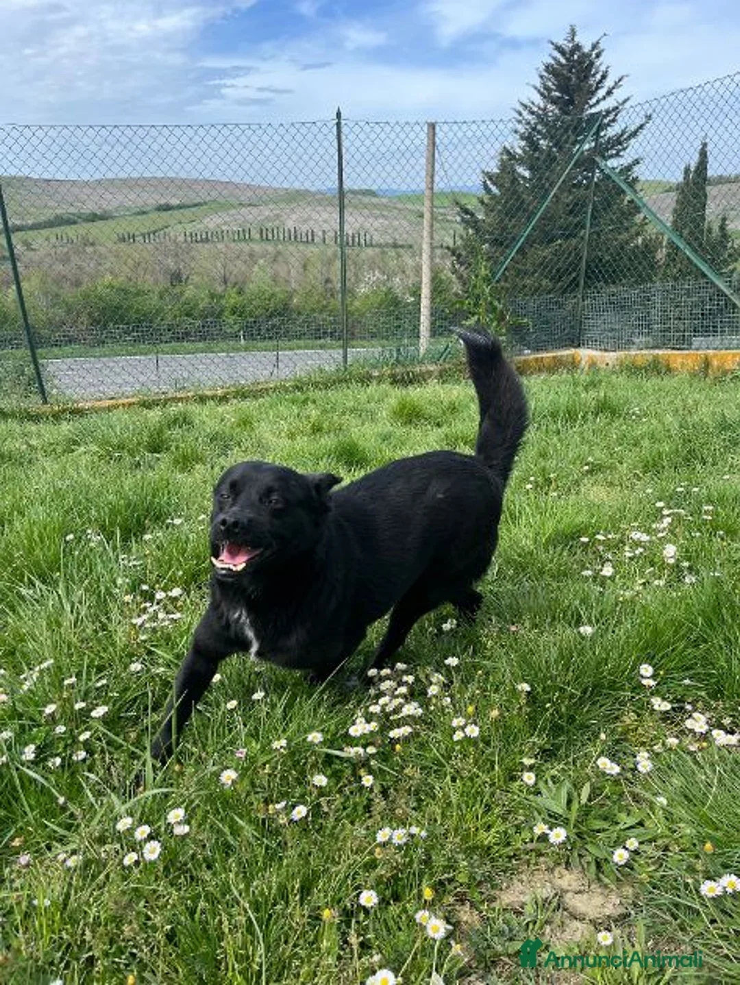 Meticcio cani in regalo: OBELIX allegro ed affettuoso tg contenuta a Città Metropolitana di Firenze - Annuncio 9