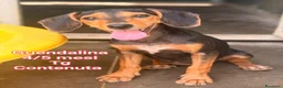Meticcio cani in regalo: SERVONO ADOZIONI PER SALVARLI! a Provincia di Modena - Annuncio 6