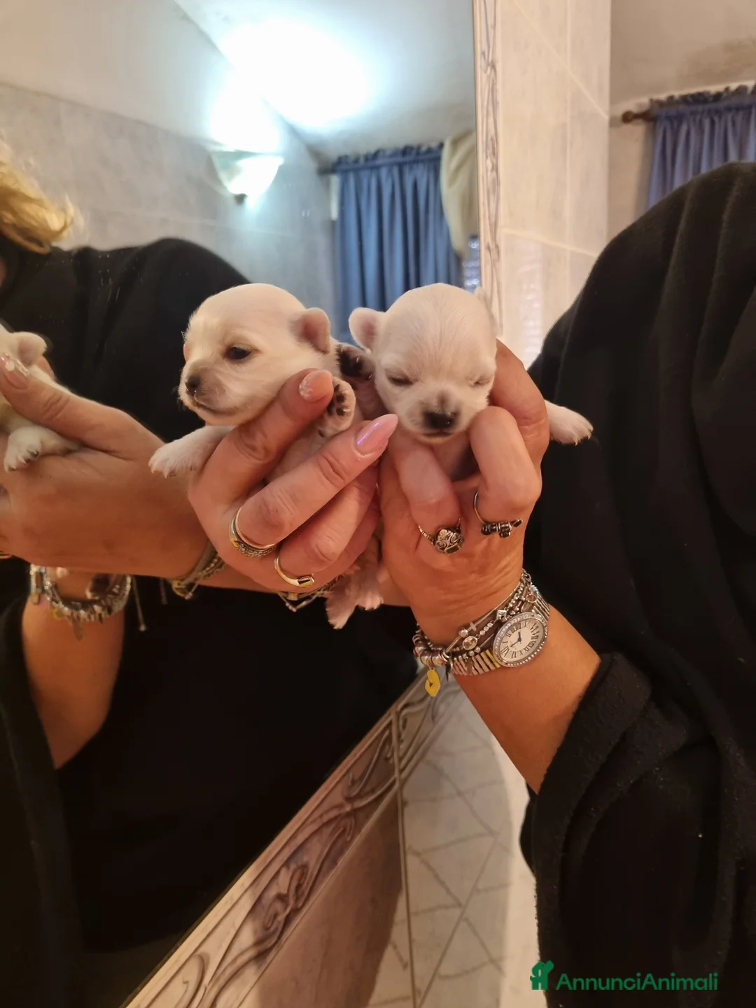 Chihuahua cani in vendita: Cuccioli di chihuahua piccolissimi  - Annuncio 2