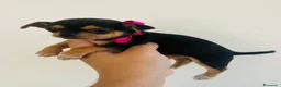 Chihuahua cani in vendita: piccoli chihuahua toy  - Annuncio 5
