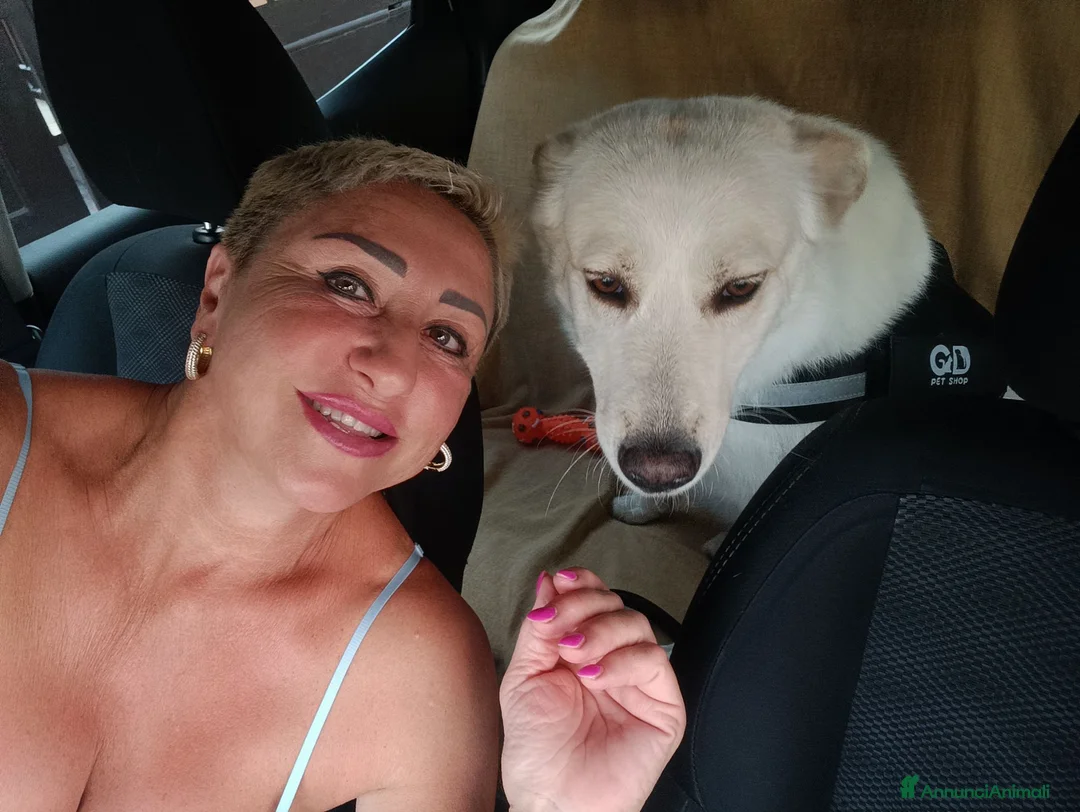 Meticcio cani in regalo: CANE METICCIO CERCA FAMIGLIA  - Annuncio 1