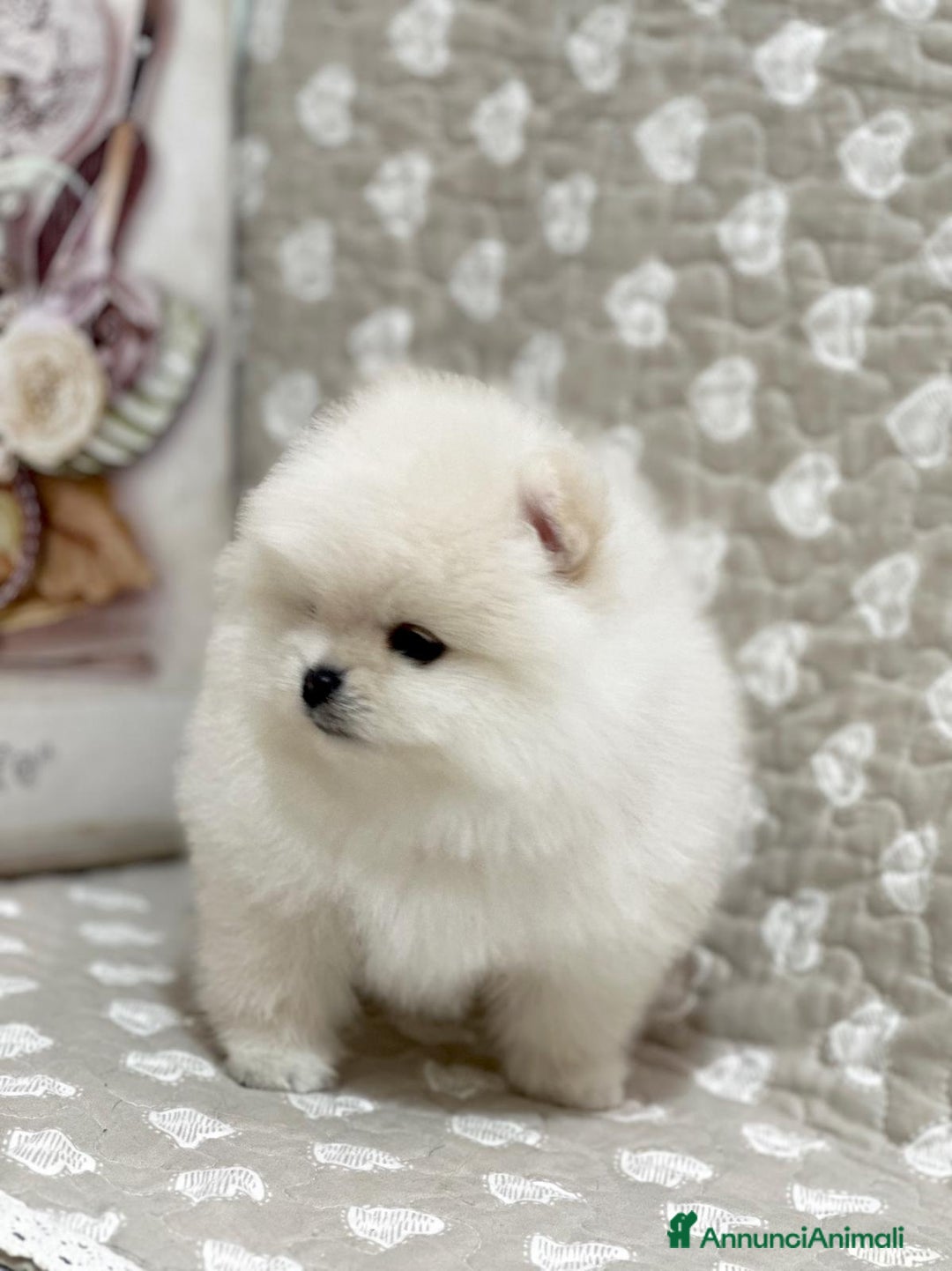 Volpino Pomerania cani in vendita: Pomerania Toy - Annuncio 3