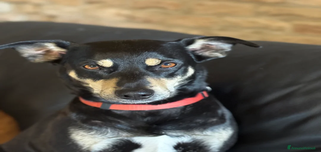 Immagine della galleria {{count}}