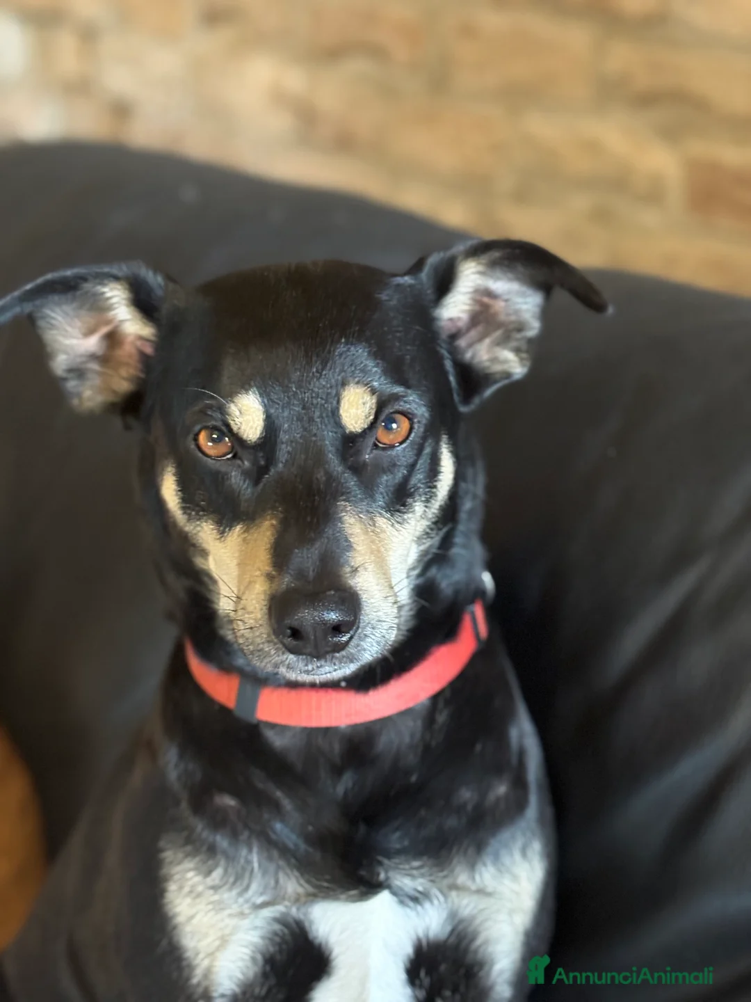 Immagine della galleria {{count}}