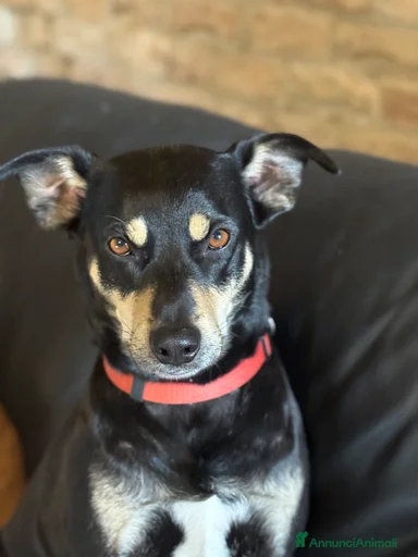 Immagine della galleria {{count}}