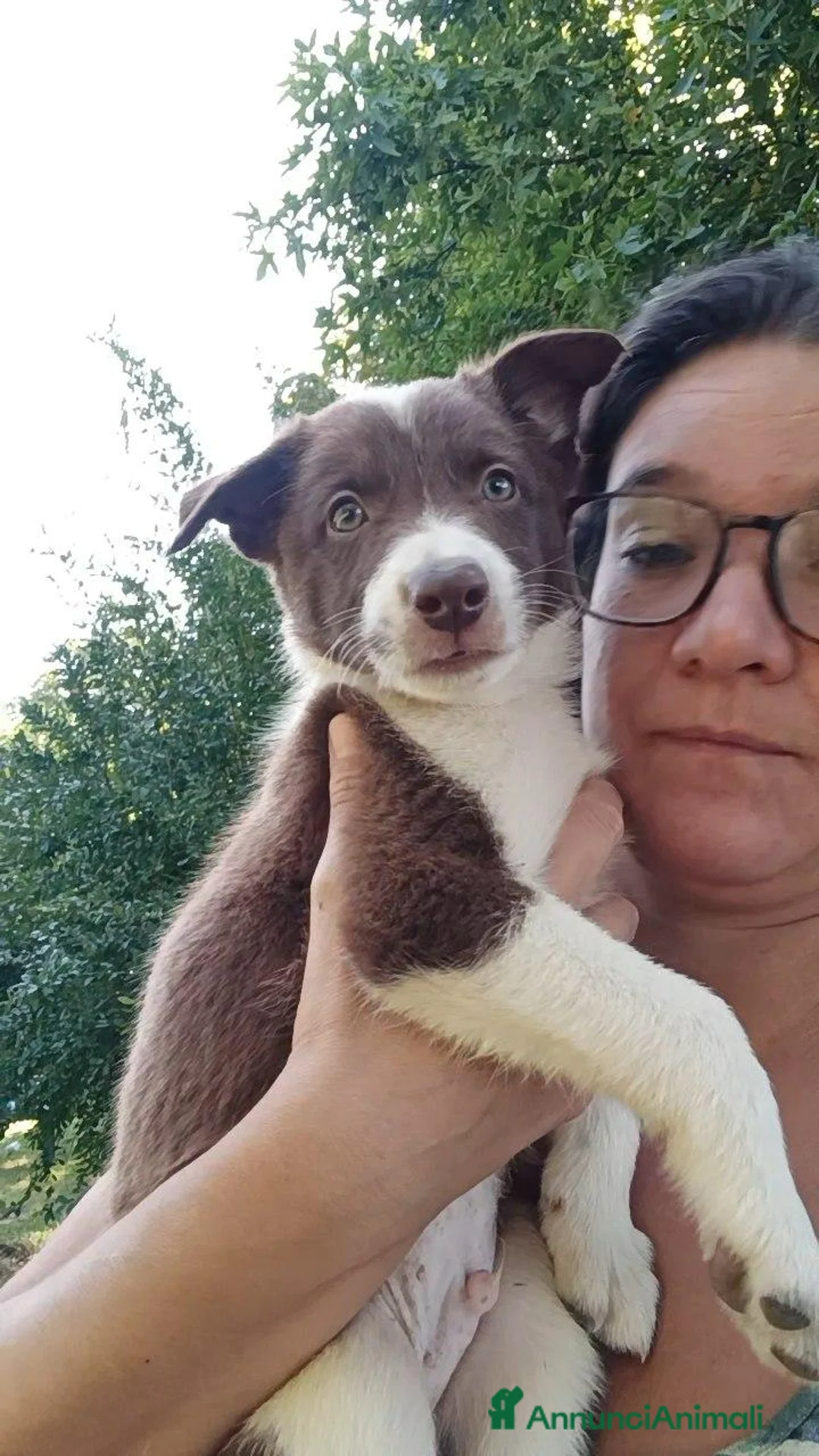 Border Collie cani in vendita: Cuccioli Croce del Nord - Allev. Olistico ed etico - Annuncio 3