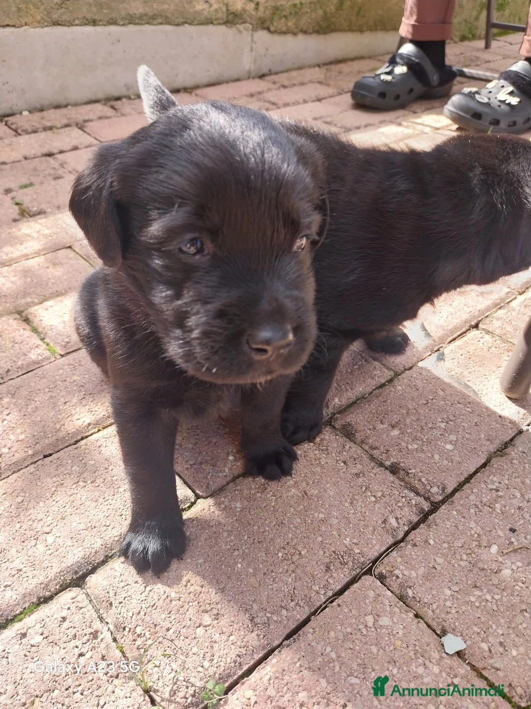 Labrador cani in vendita: Labrador - Annuncio 5