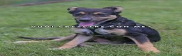 Meticcio cani in regalo: LUPA, cucciola simil-lupetta in adozione - Annuncio 4