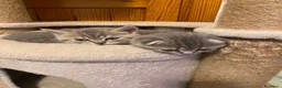 Scottish gatti in vendita: Gattini scottish fold - Annuncio 6