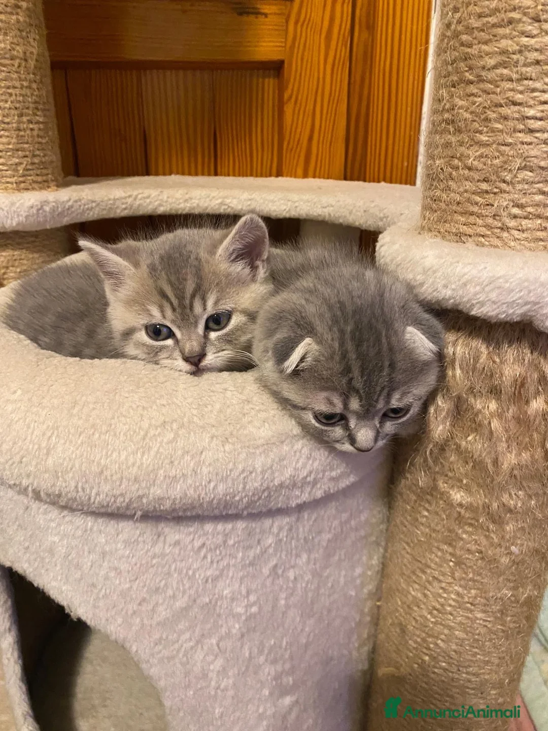 Scottish gatti in vendita: Gattini scottish fold - Annuncio 6