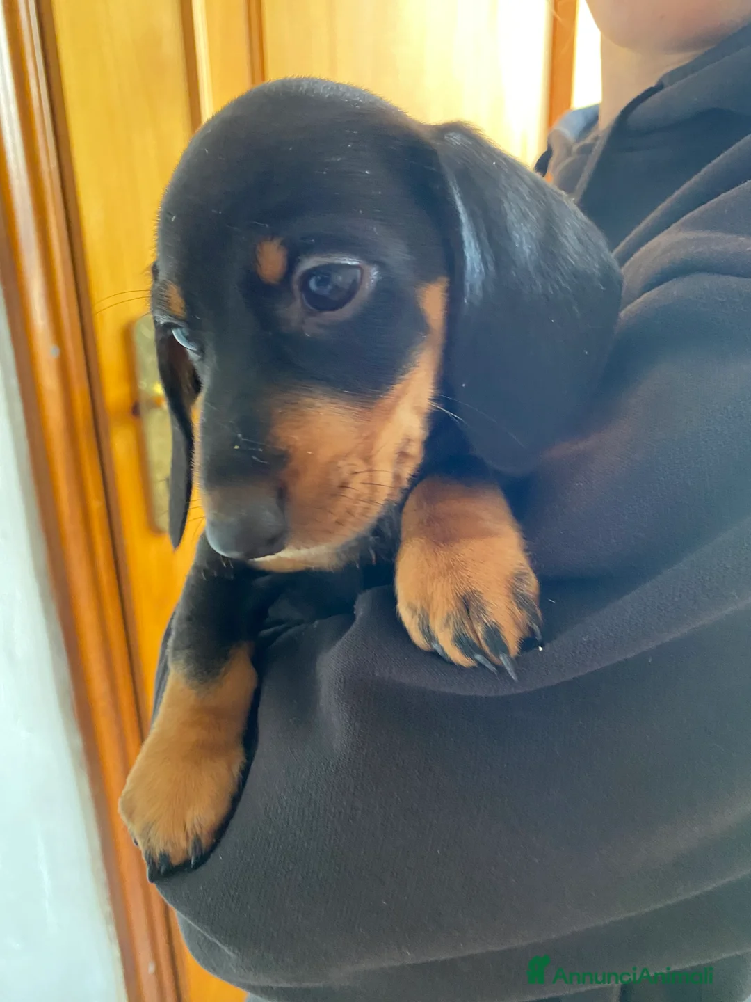 Bassotto cani in vendita: Bassotto nano tedesco a Città Metropolitana di Torino - Annuncio 2