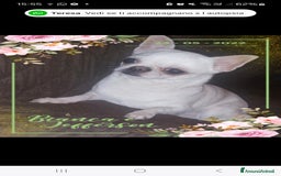Chihuahua cani in vendita: Chihuahua femmina  a Città metropolitana di Roma Capitale - Immagine 5
