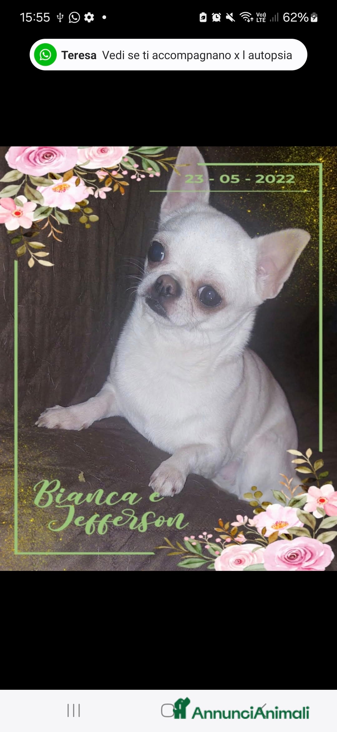 Chihuahua cani in vendita: Chihuahua femmina  a Città metropolitana di Roma Capitale - Immagine 5