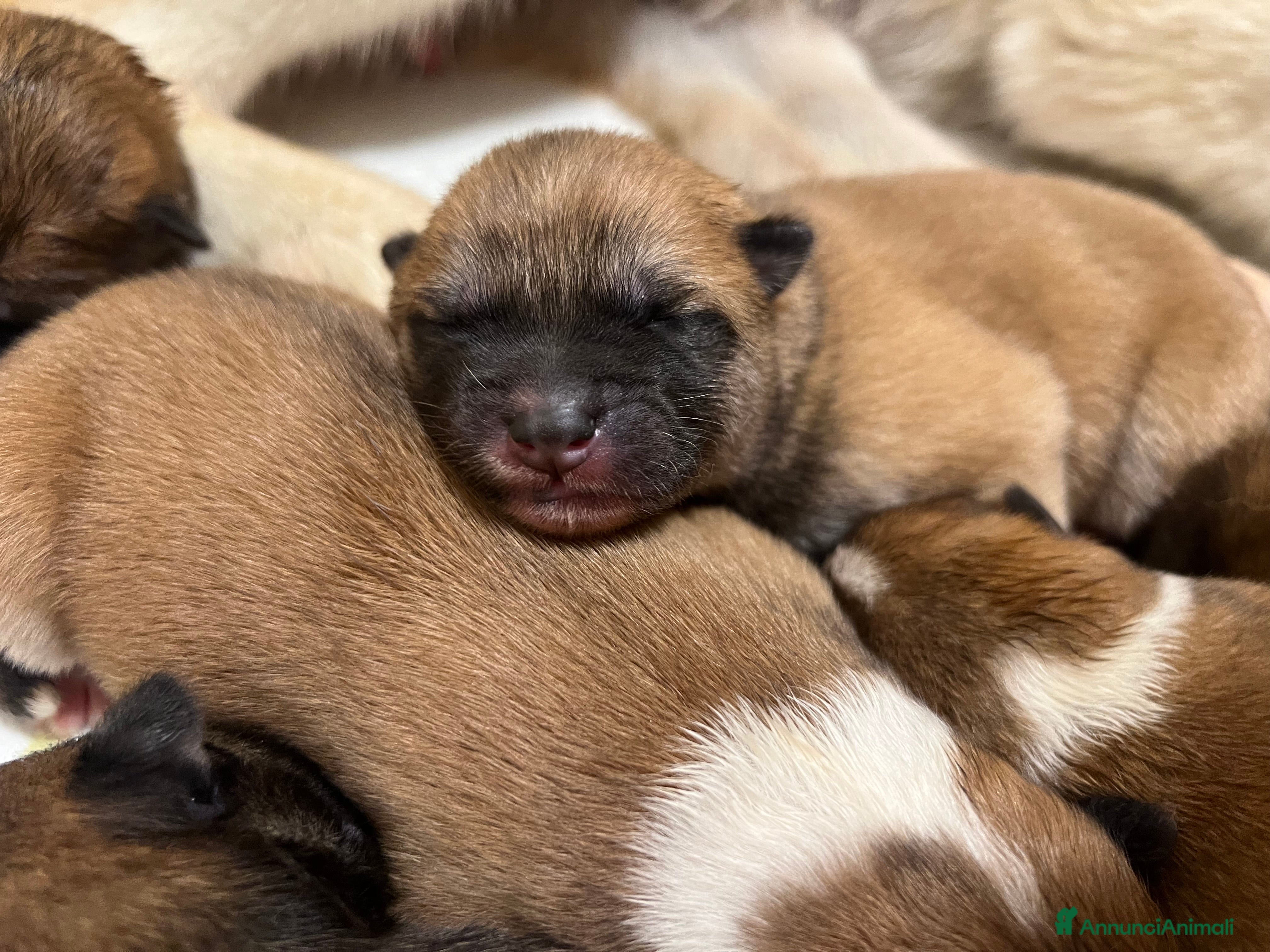 Akita Inu cani Cuccioli di Akita Inu appena nati - Annuncio 2