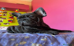 Bulldog Francese cani in vendita: 🐾🏡 Cuccioli di Bulldog Francese 🐾🏡 a Libero consorzio comunale di Agrigento - Immagine 3