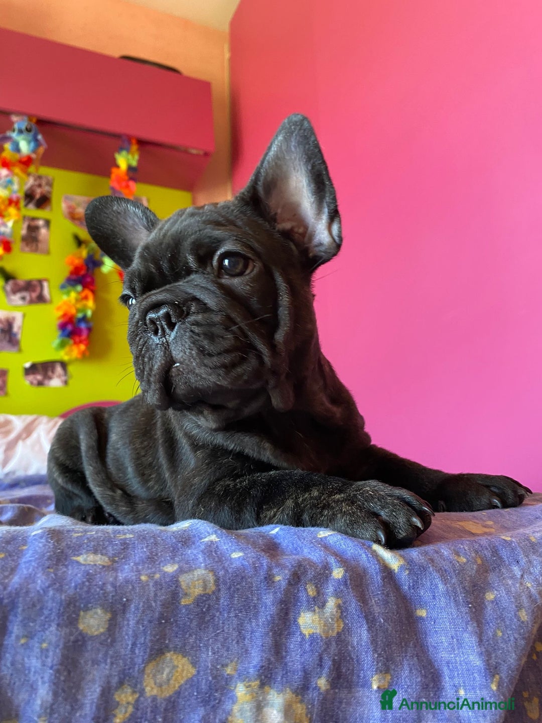 Bulldog Francese cani in vendita: 🐾🏡 Cuccioli di Bulldog Francese 🐾🏡 a Libero consorzio comunale di Agrigento - Immagine 3