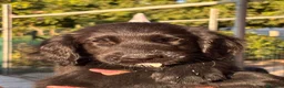 Flat Coated cani in vendita: Flat Coated Retriever cuccioli - Annuncio 4