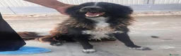 Border Collie cani in regalo: Conny, meraviglioso incrocio Border Collie a Città Metropolitana di Firenze - Annuncio 3