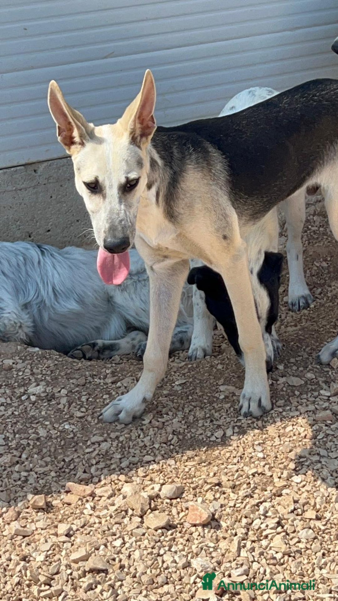 Meticcio cani in regalo: 3cuccioli di 6mesi NESSUNA RICHIESTA X LORO.BARI - Annuncio 5