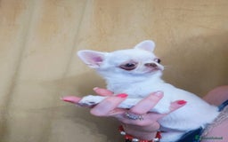 Chihuahua cani in vendita: CHIHUAHUA FEMMINA  a Città Metropolitana di Torino - Immagine 2