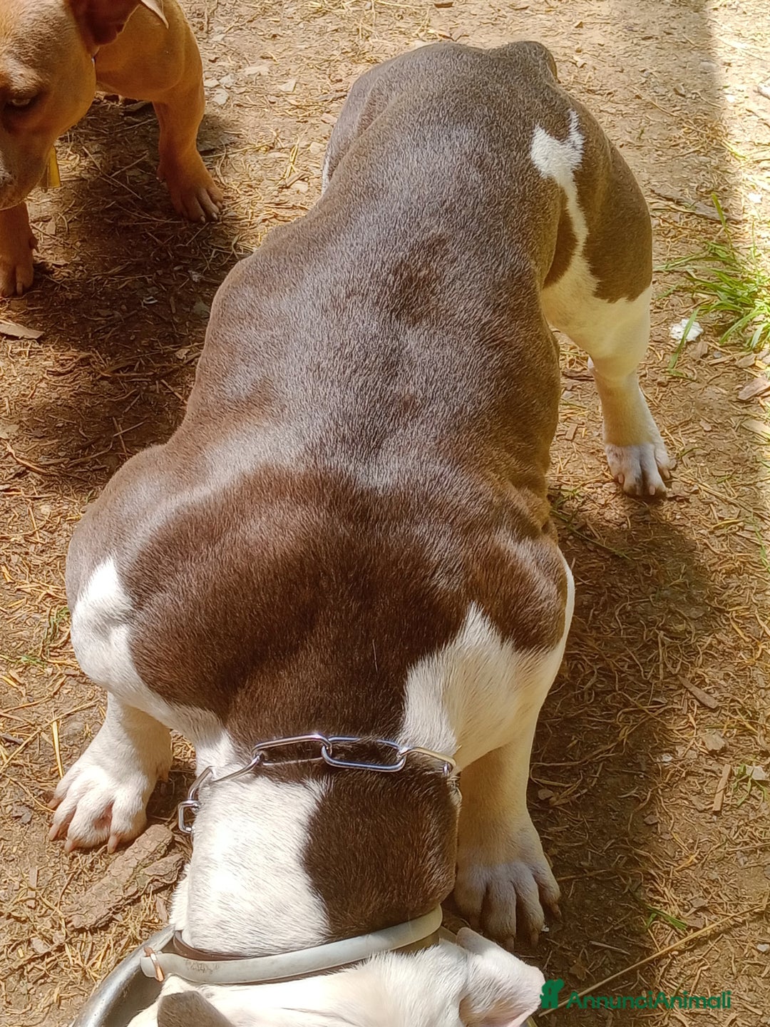 American Bully cani in vendita: American Bully, genitori addestrati da pet terapy  - Annuncio 3