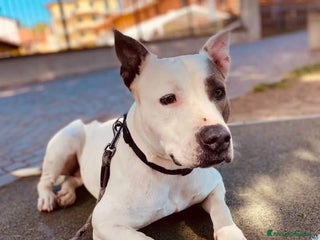 Altre razze cani CAGNOLINA ANZIANA - Annuncio 12