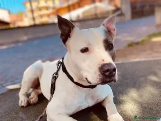 Altre razze cani CAGNOLINA ANZIANA - Annuncio 13