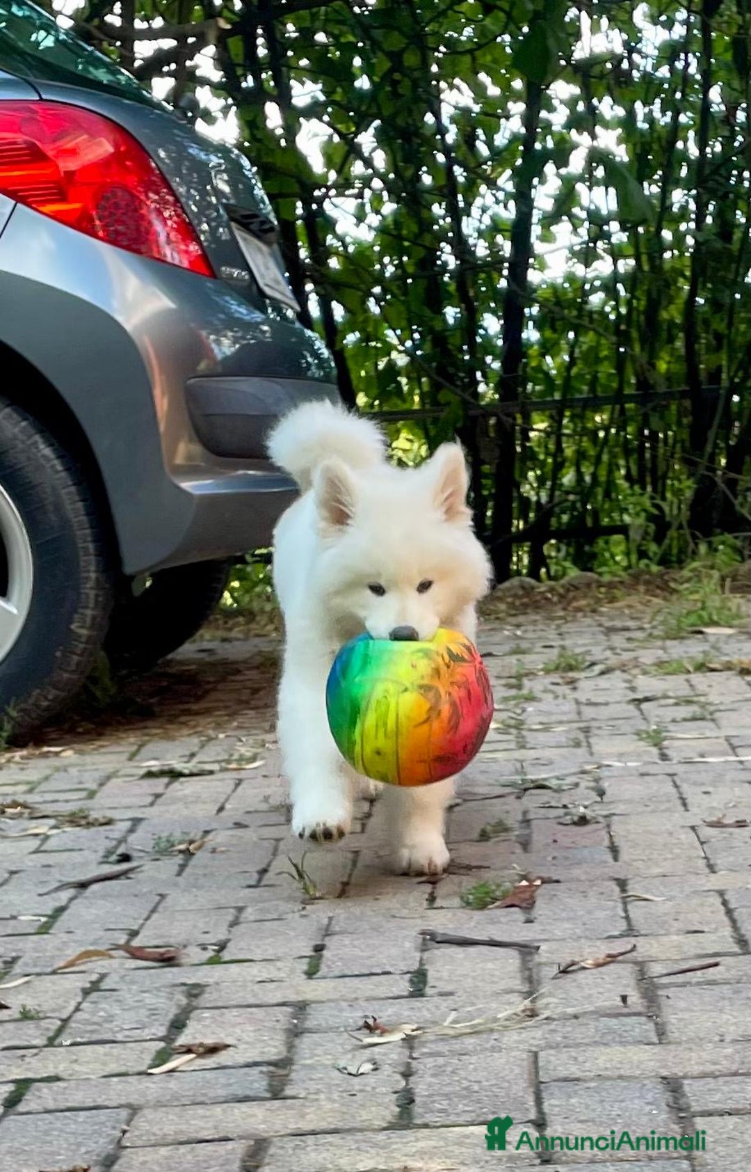 Akita Inu cani in vendita: 🌸 Hime Sakura cerca una famiglia 🌸 a Città Metropolitana di Torino - Annuncio 13