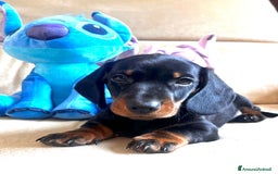 Bassotto cani in vendita: Bassotto Tedesco Nano a Città metropolitana di Roma Capitale - Immagine 3
