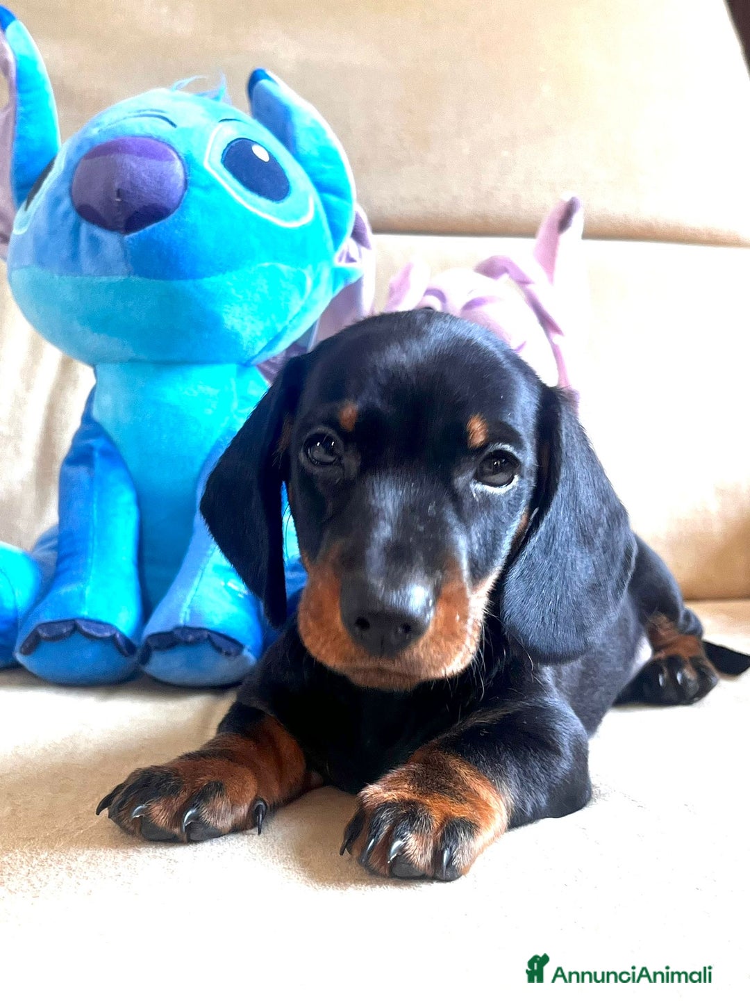 Bassotto cani in vendita: Bassotto Tedesco Nano a Città metropolitana di Roma Capitale - Immagine 3