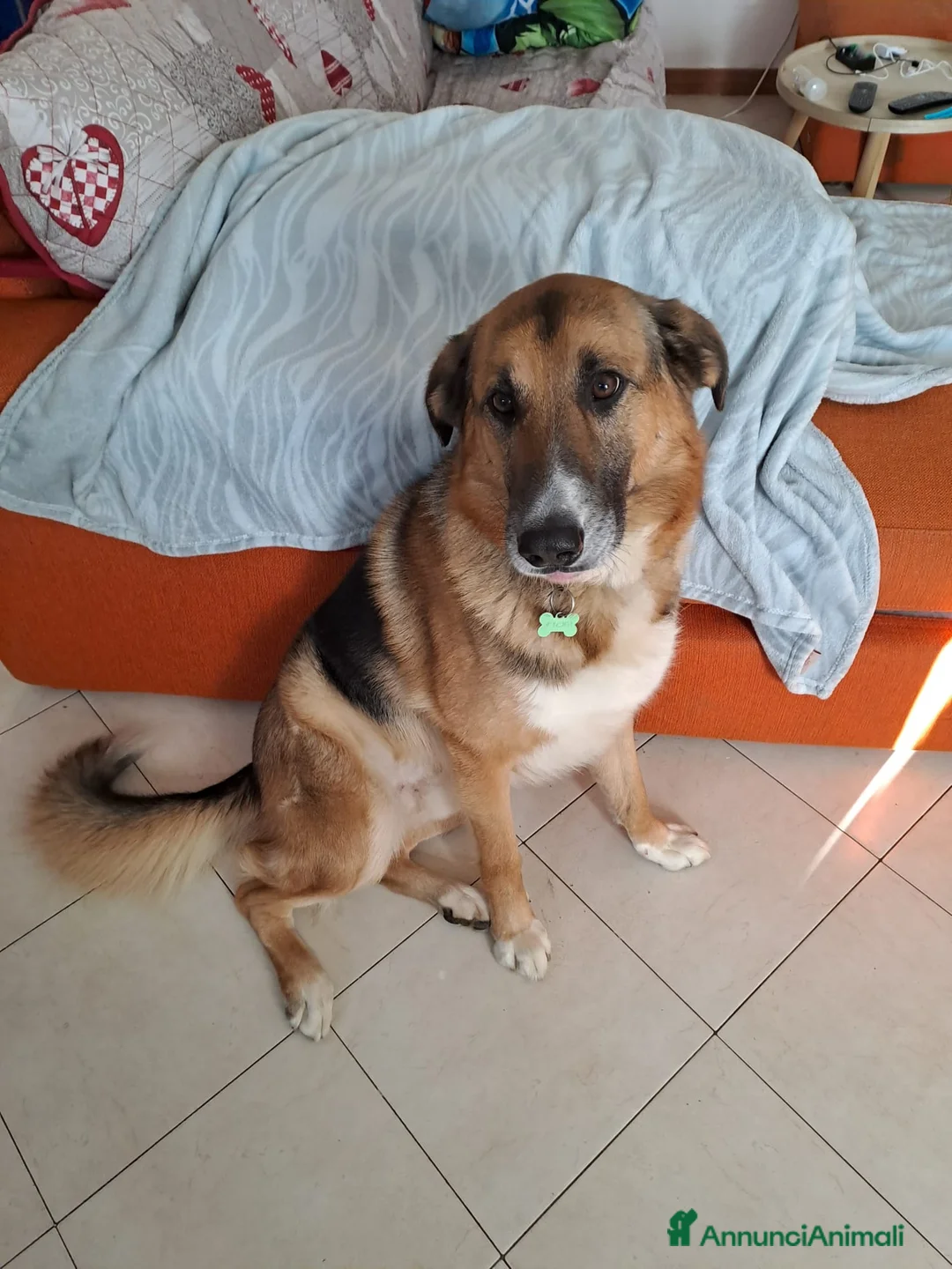 Meticcio cani in regalo: achille - Annuncio 5