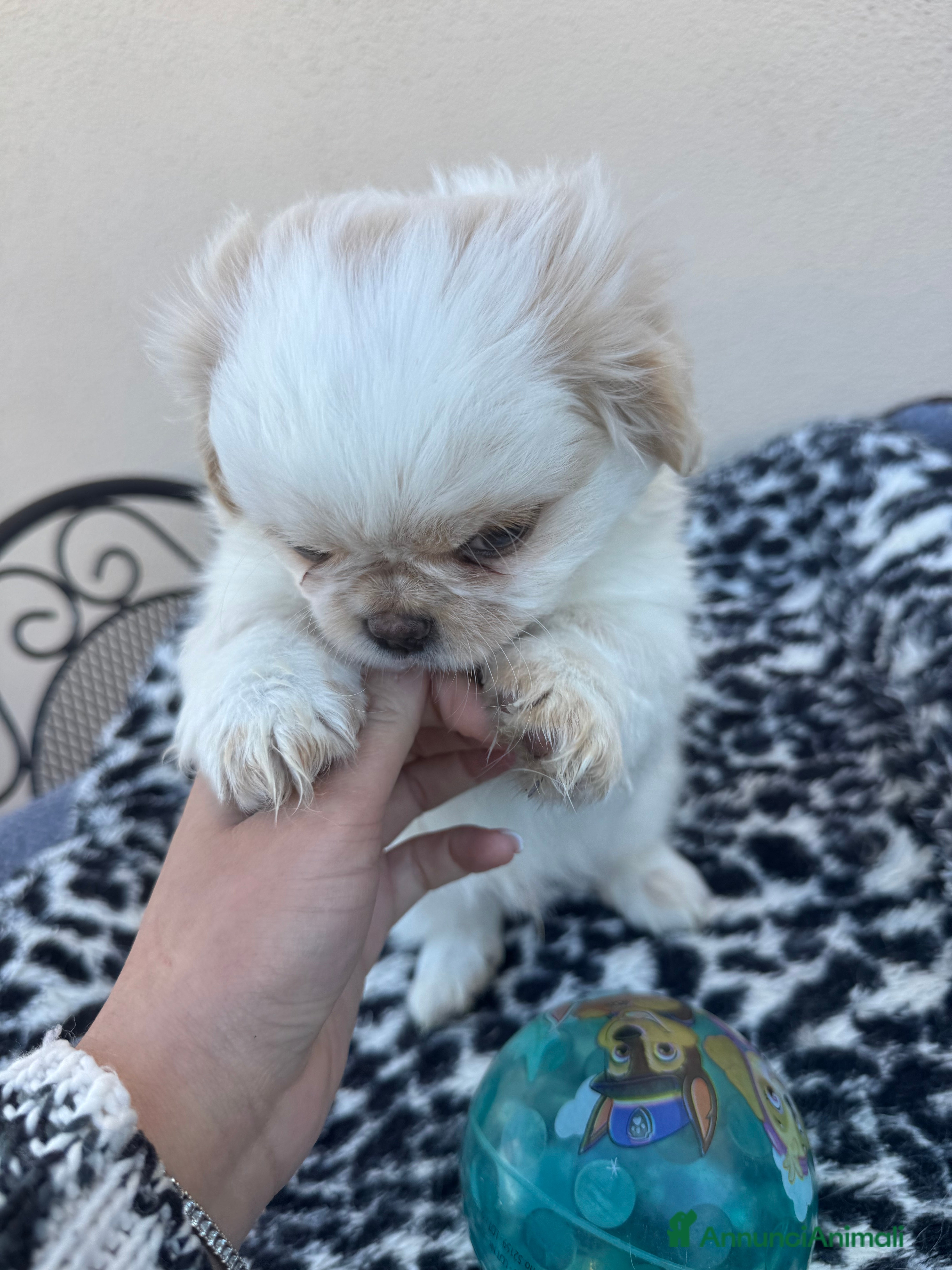 Pechinese cani Cuccioli pechinese - Annuncio 2