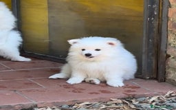 Volpino Italiano cani in vendita: Volpino puro  a Provincia di Lucca - Immagine 1
