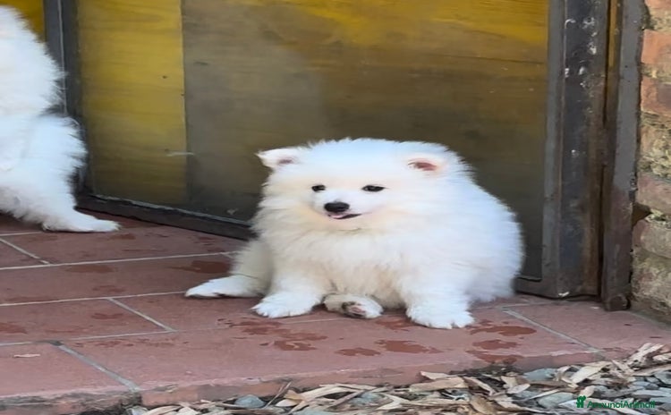 Volpino Italiano cani a Provincia di Lucca - Annuncio 2