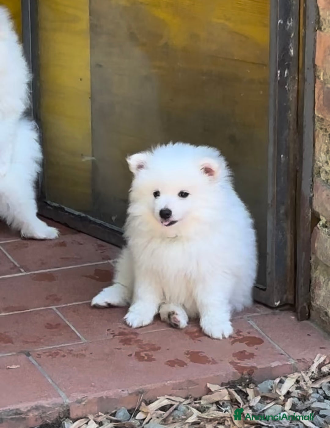 Volpino Italiano cani in vendita: Volpino puro  a Provincia di Lucca - Immagine 1