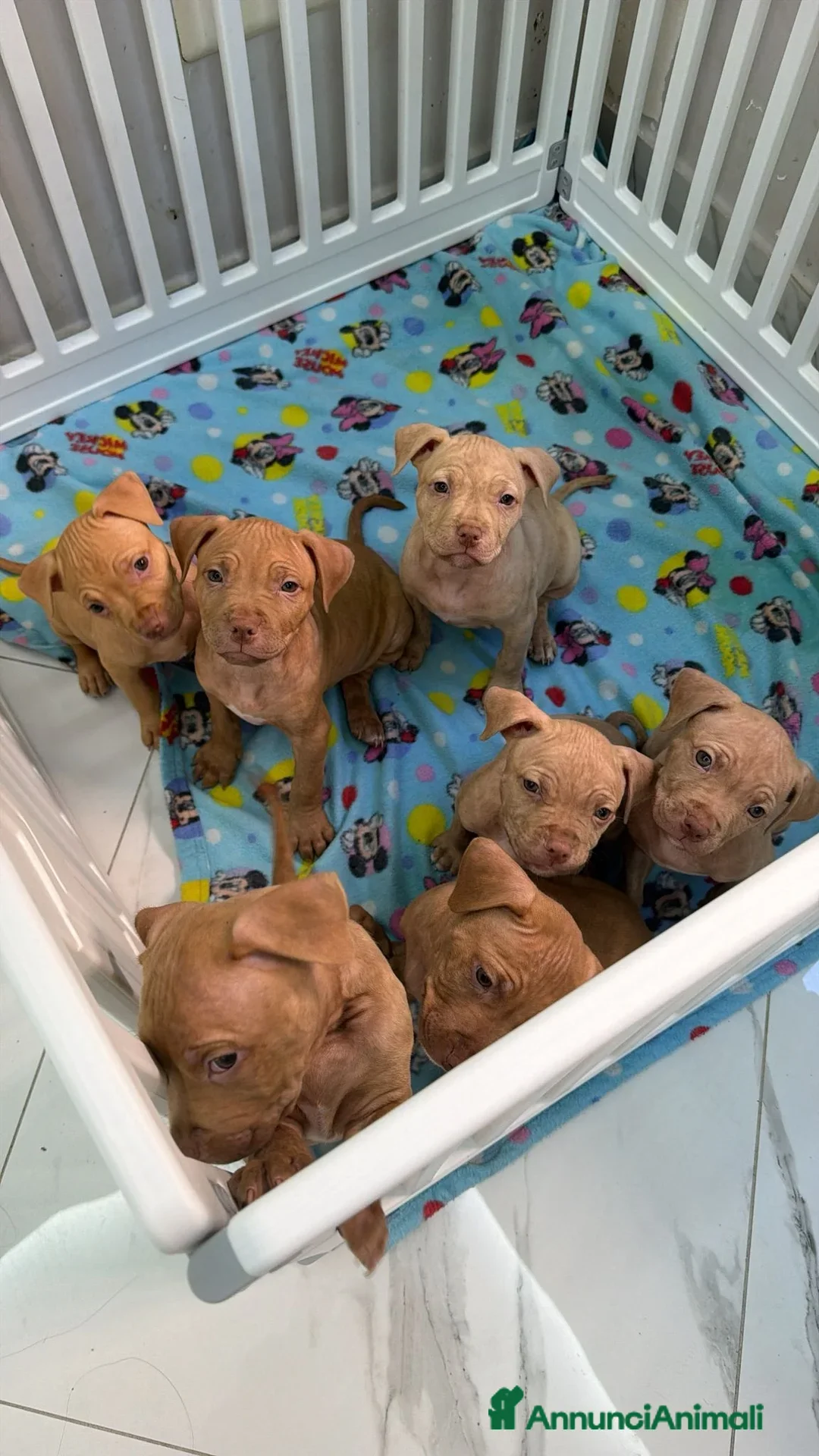 Pitbull cani Pit Bull Red nose (4 maschi) - Annuncio 4