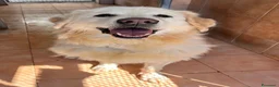 Meticcio cani in regalo: SALOMOME CERCA CASA - Annuncio 5