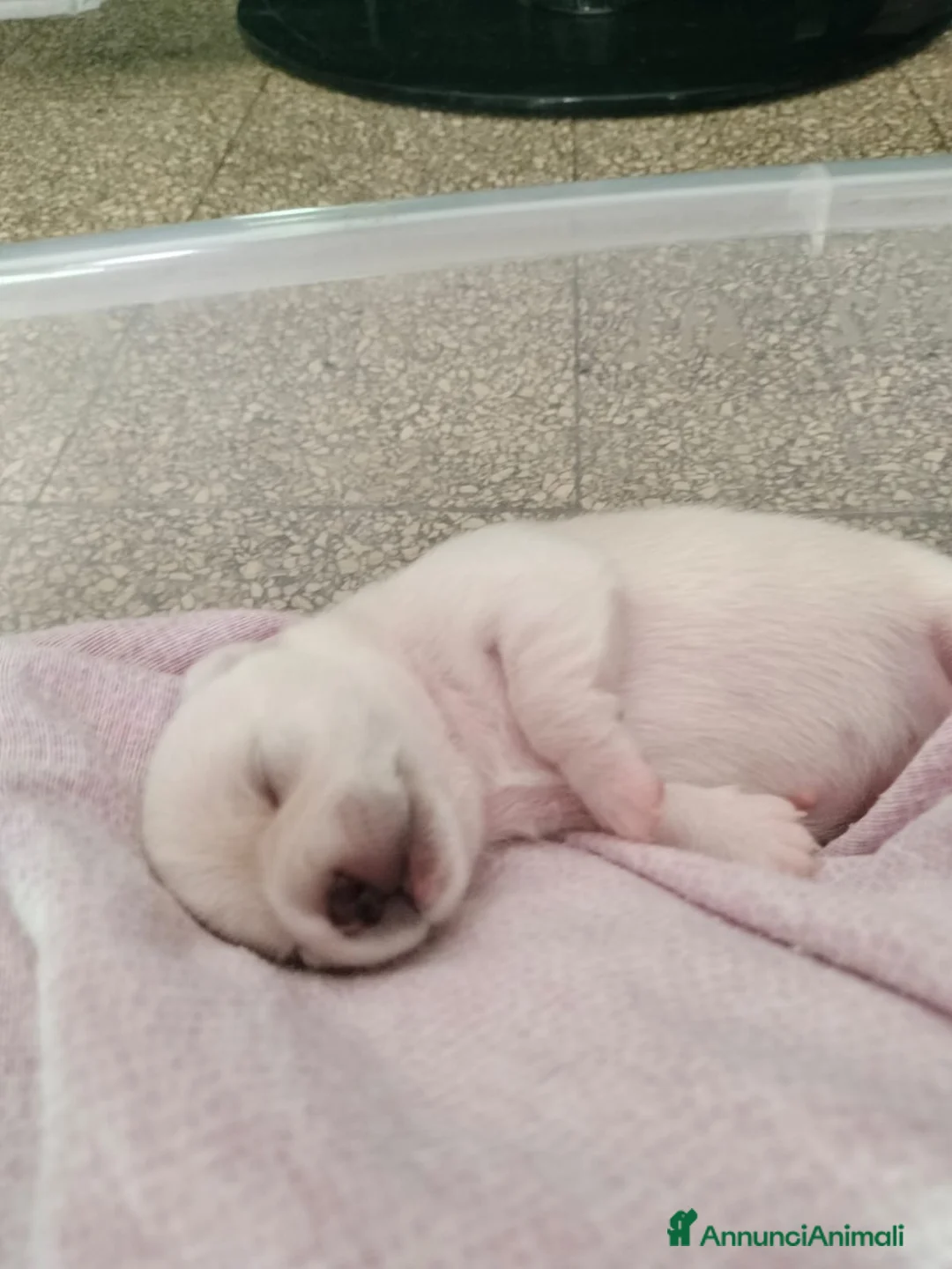 Chihuahua cani in vendita: Cuccioli di Chihuahua  a Città metropolitana di Messina - Annuncio 4