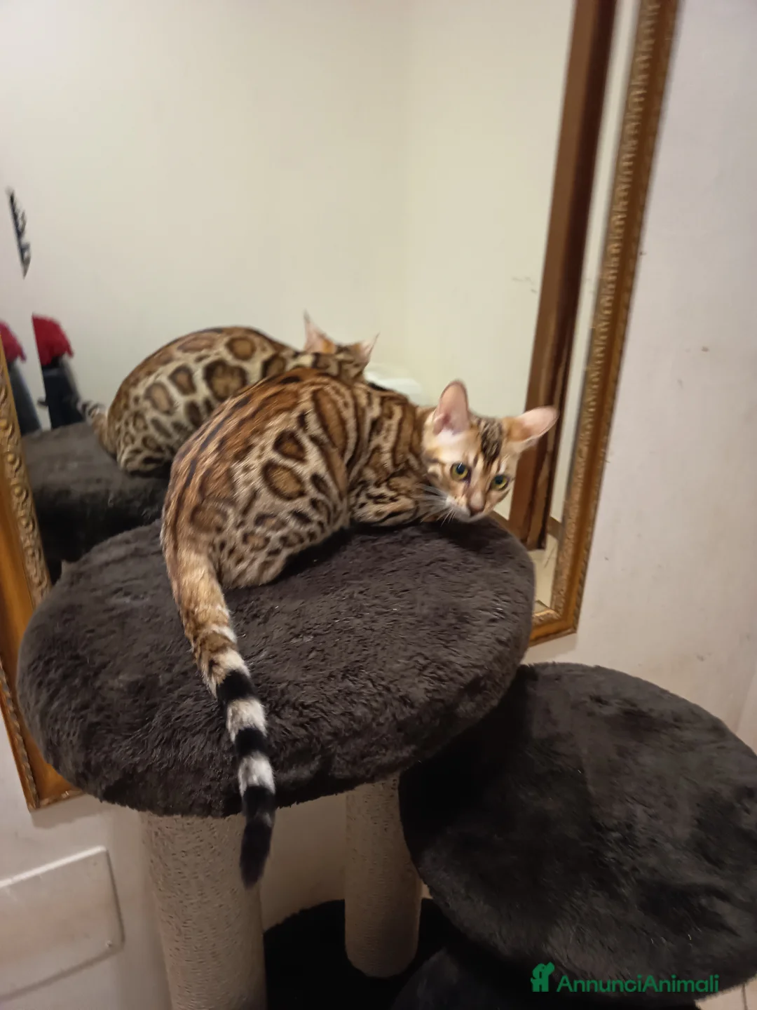 Bengala gatti in vendita: dolcissima Feminuccia  - Annuncio 3