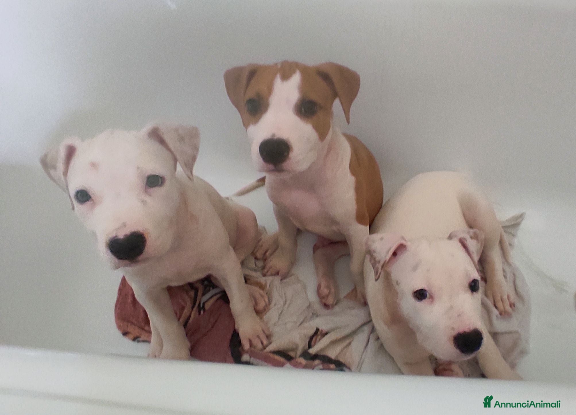 American Staffordshire cani Cuccioli di American Staffordshire Terrier  - Annuncio 12