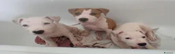American Staffordshire cani in vendita: Cuccioli di American Staffordshire Terrier  - Annuncio 1