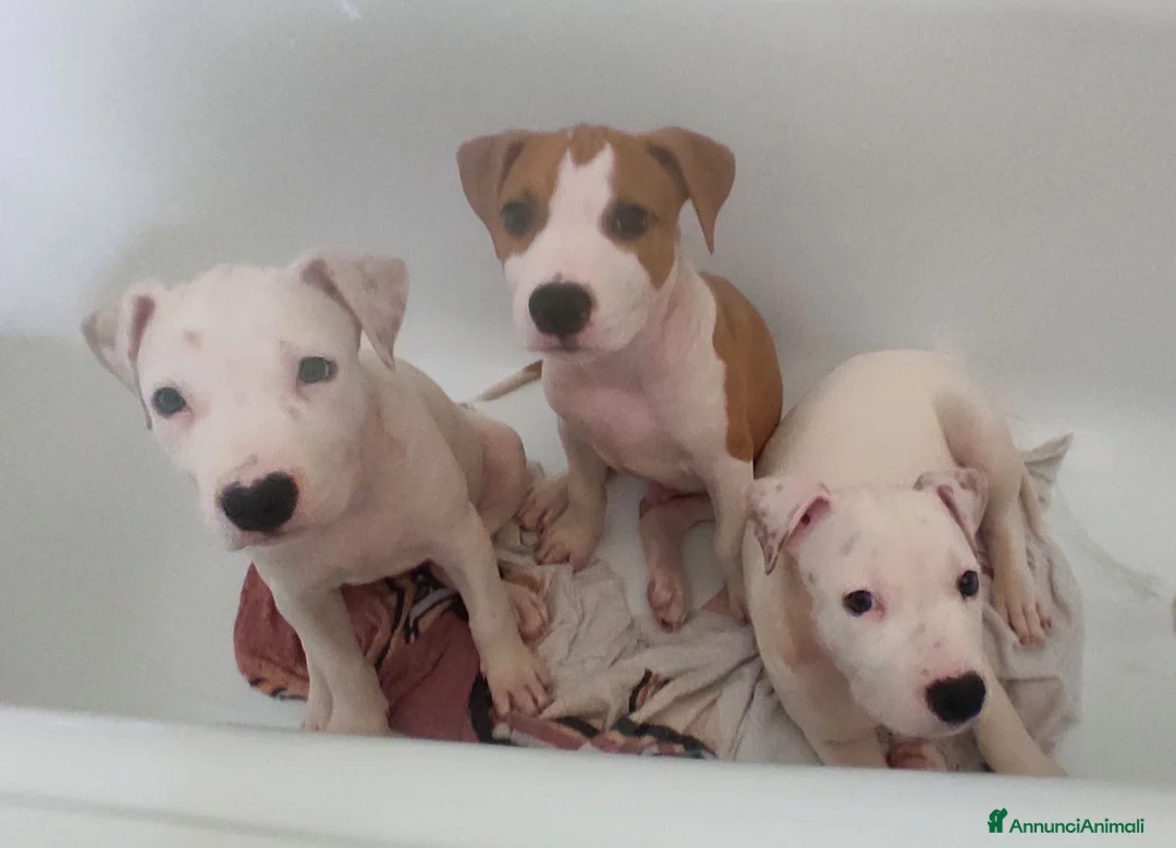 American Staffordshire cani in vendita: Cuccioli di American Staffordshire Terrier  - Annuncio 1