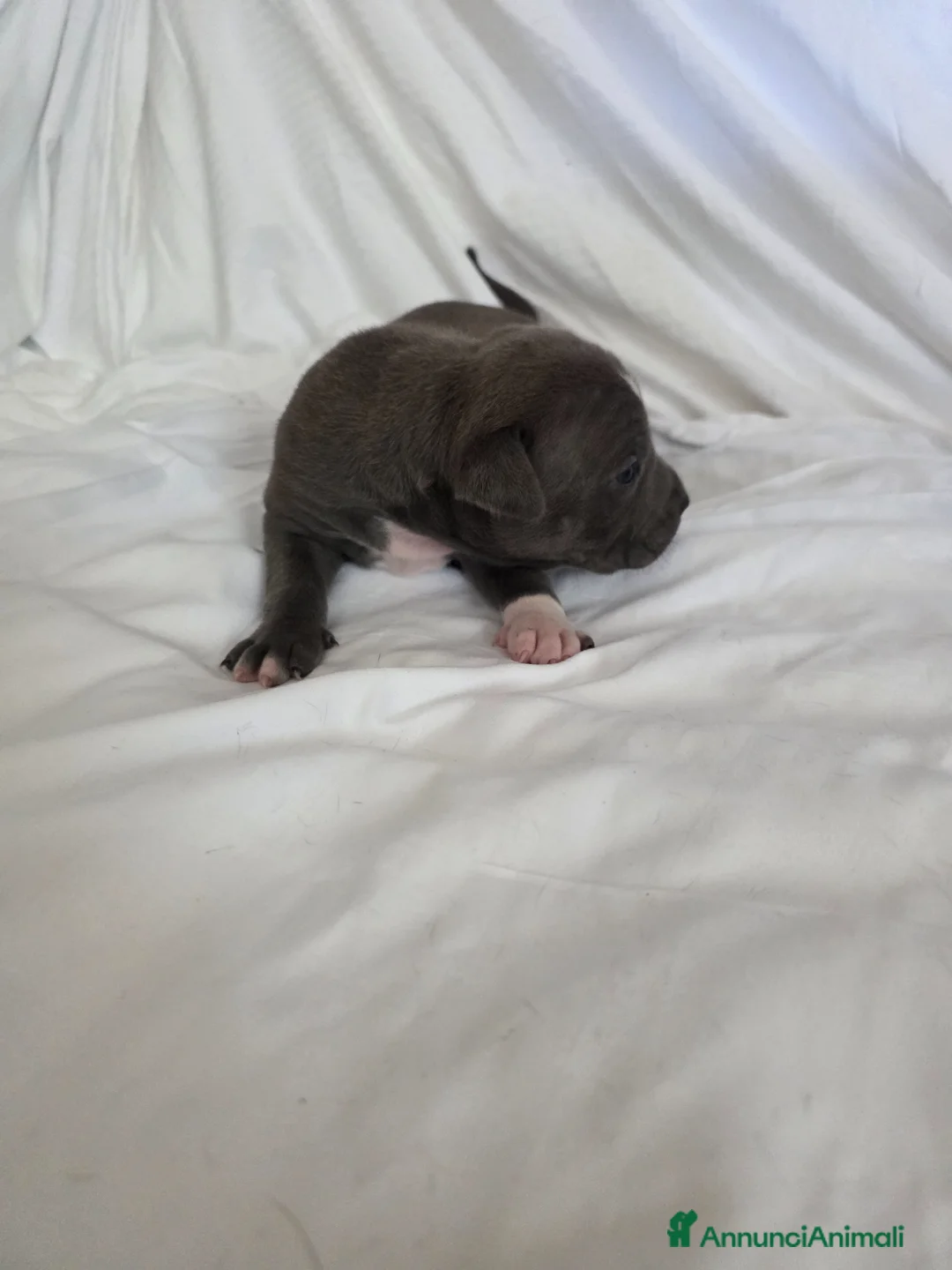 American Staffordshire cani in vendita: Cuccioli di Amstaff  - Annuncio 9