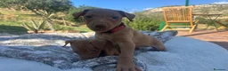 Cirneco dell'Etna cani in vendita: ULTIMI Splendidi Cuccioli di Cirneco dell'Etna - Annuncio 5