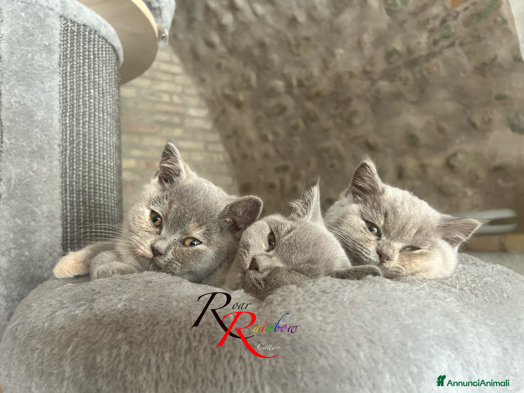 British gatti in vendita: Gatti e British Shorthair  - Annuncio 1