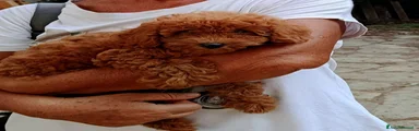 Barboncino 2