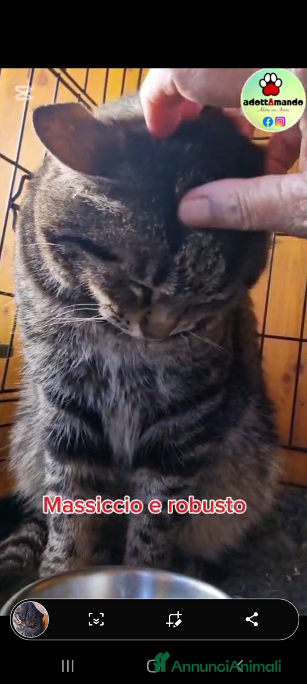 Europeo gatti in regalo: Micione tigrato FIV+asintomatica SOS XBOSCO.ROMA a Città metropolitana di Milano - Annuncio 5