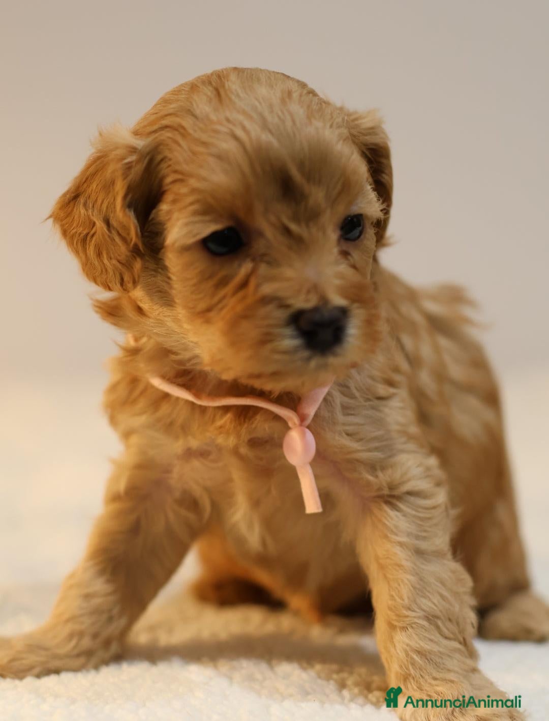 Meticcio cani in vendita: Cuccioli di F1BB Cavapoo Rosso & Crema - Annuncio 28